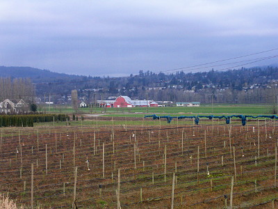 [The foreground is rows of sticks in freshly turned ground. A large red barn with a silver roof is in the background.]